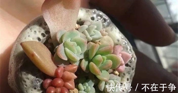 白美人|“拇指大”的花盆,被她塞了几十棵多肉,养一年都不是事!