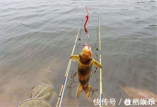饵料|蚯蚓被誉为“万能饵料”,这些细节却常被忽略,爱钓鱼的你别错过