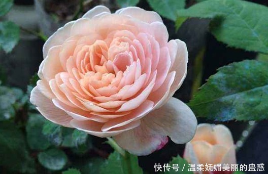 盆栽|阳台养款“爆盆机器”,浇水就疯长,不占地方有香味,值得拥有