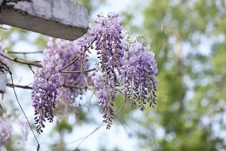 油菜花|古镇村落，采茶赏花你能想到的春天玩法这里都有！