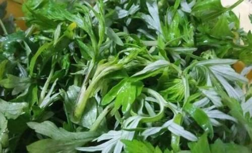 常用|女人常用艾叶煮水洗头,3大好处不请自来,别怪我没告诉你