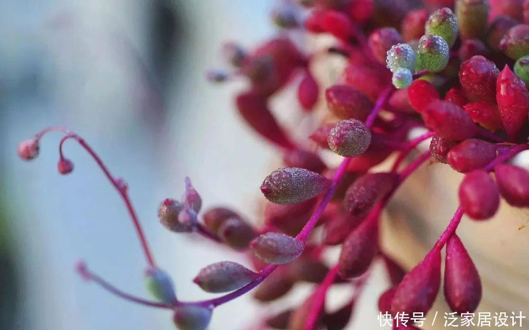  花眼|多肉吊兰样式多到你挑花眼，颜色状态是各不相同，看看你认识几个