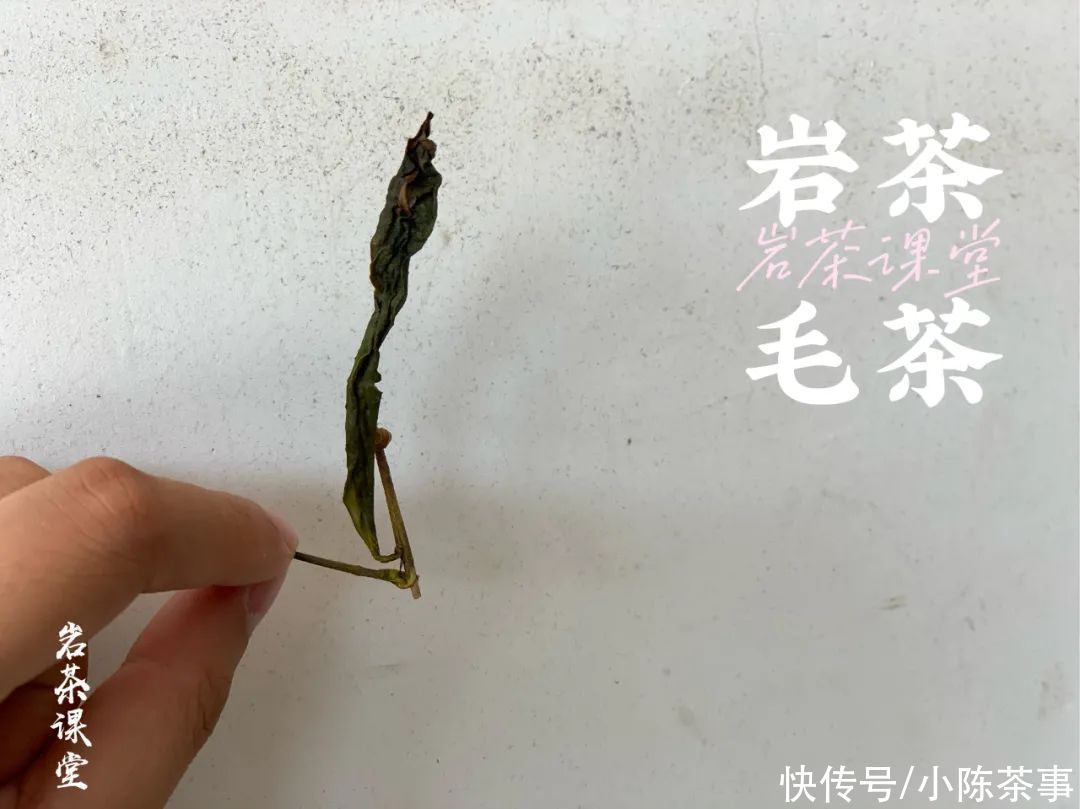 岩茶毛茶|岩茶毛茶，能喝出香清甘活吗？茶掌柜直言不讳：纯粹作秀而已