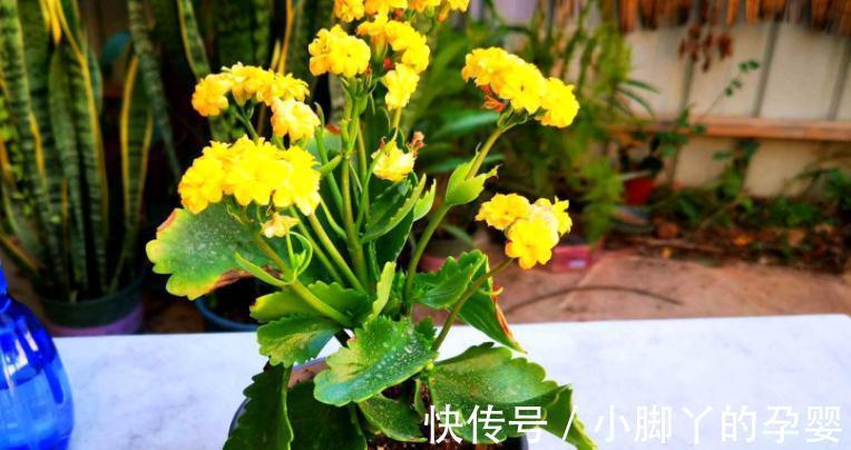 小苏打能用来催花?掌握住方法,长寿花用了呼呼开花,停不下来