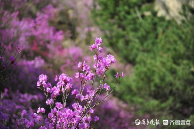 花开又一年！蓝槿花悄然绽放，与鸟鸣山涧相伴美到极致！