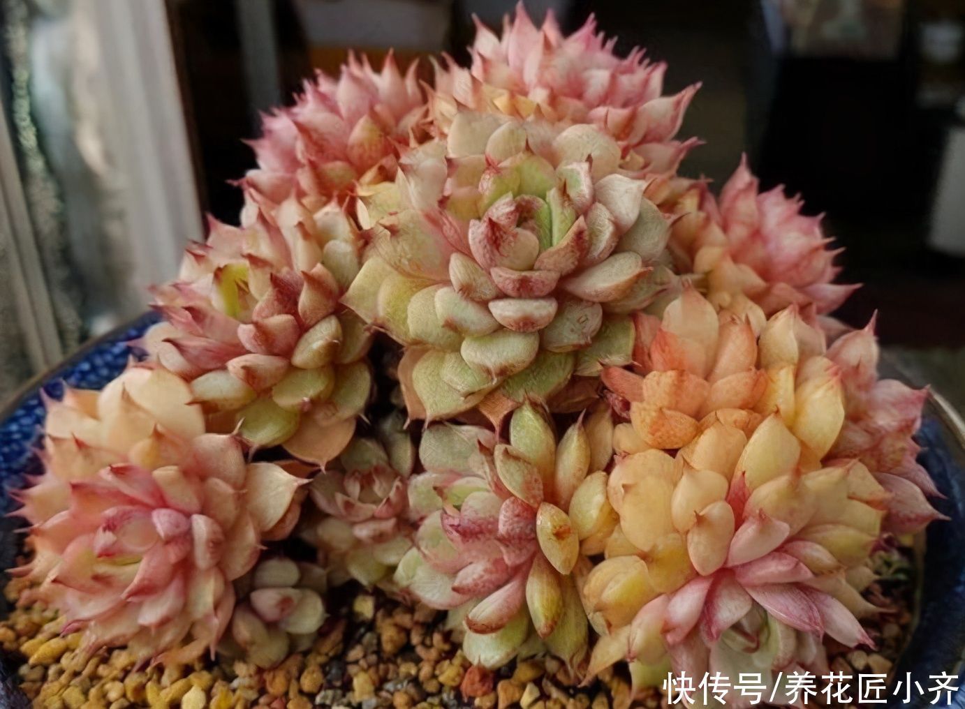 多肉用什么土合适?“酸土”叶片红,“碱土”叶片黄,各有各的美