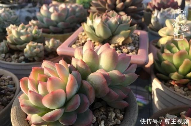 百科|养多肉三年多,初见惊鸿!累并快乐着!养多肉三年多,初见惊鸿!累并快乐着!