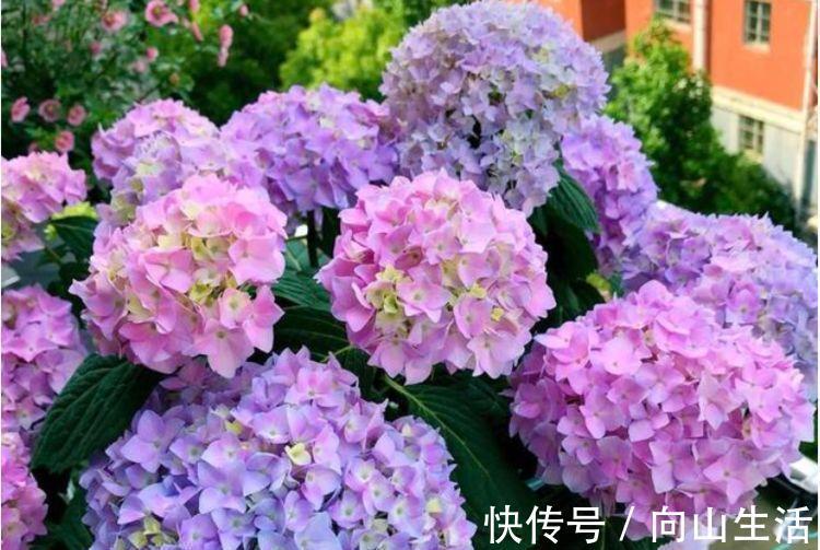 4种花漂亮又好养,一年四季开花不断,你最喜欢哪一种