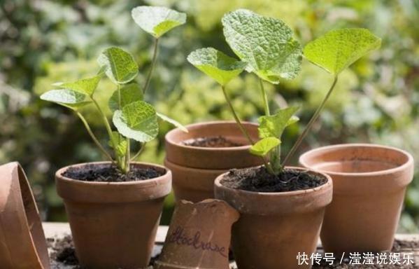 立春前后给植物换盆,抓牢这3细节,后期才能够快速服盆