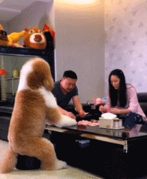 |搞笑GIF:刚娶回来的媳妇儿 衣服还没换就暴露了