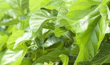 活血|女人想肌肤好,多吃的好食物,细腻肌肤,排毒活血,不显老