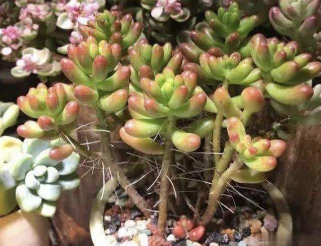 多肉植物长出“小胡须”，表示植株“不健康”，花友们要明白！