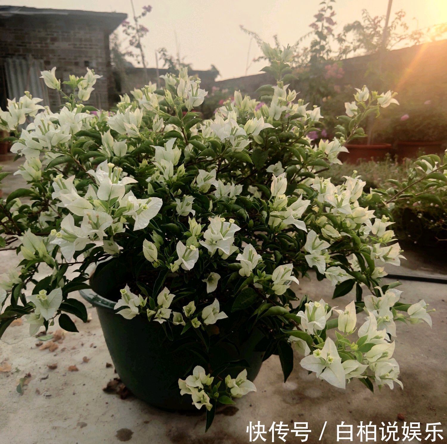 爆盆|三角梅光见花苞迟迟不来花怎么办狠狠剪一剪,开花爆盆惹人爱