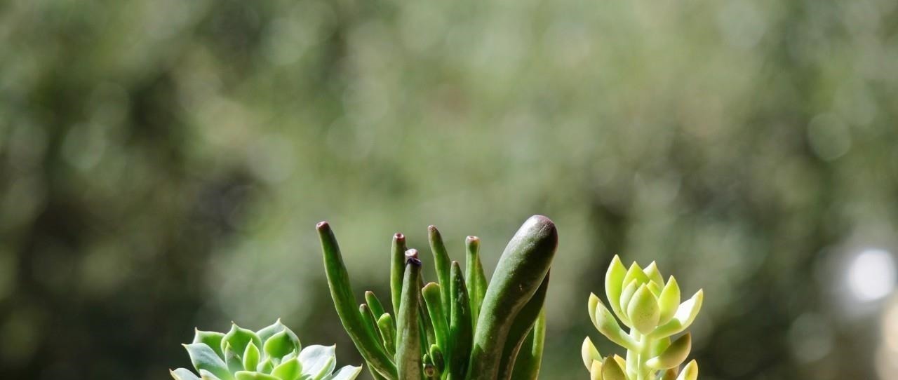 在多肉花盆上放一层石头,竟有这么大用处,涨知识了!