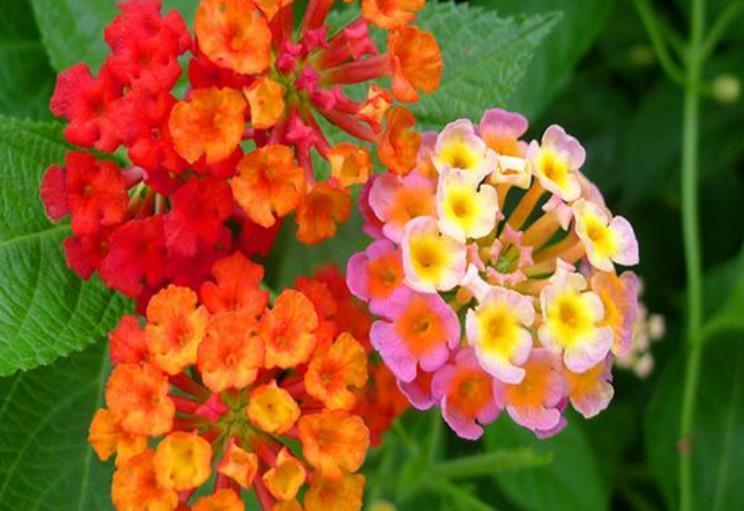 4种花漂亮又好养,比牡丹好看,比吊兰好养,满树都是花朵