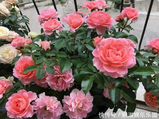 扦插月季、栀子花、三角梅,只用一个矿泉水瓶,插出满满大白根