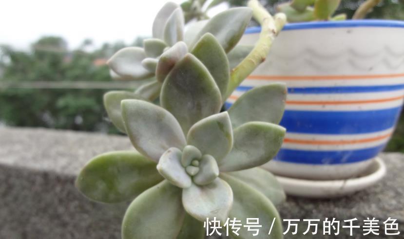 爆盆|适合新人养殖的5款多肉,它们好看又易爆盆,拿来练手正好
