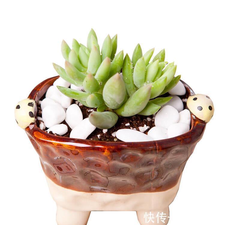 土壤|多肉植物千佛手其实不难养，抓住6个要点，养得健康又漂亮