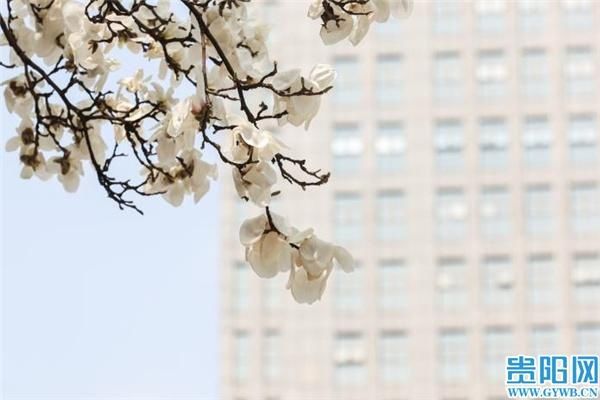 忽如一夜春风来,贵阳市中心这两处花儿开了