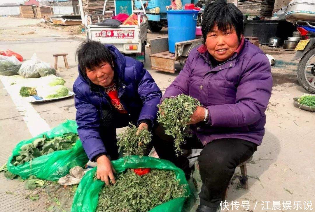 护生草|北方人爱吃的野菜，人称“护生草”美味对身体好，市场一斤10元