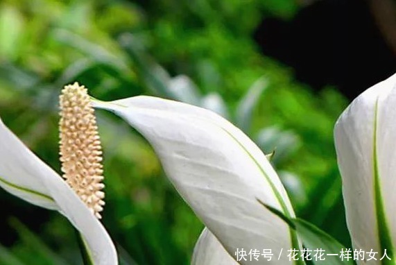 长寿花|这三种花号称“见光死”，进入夏季养护要小心，稍不注意就死了