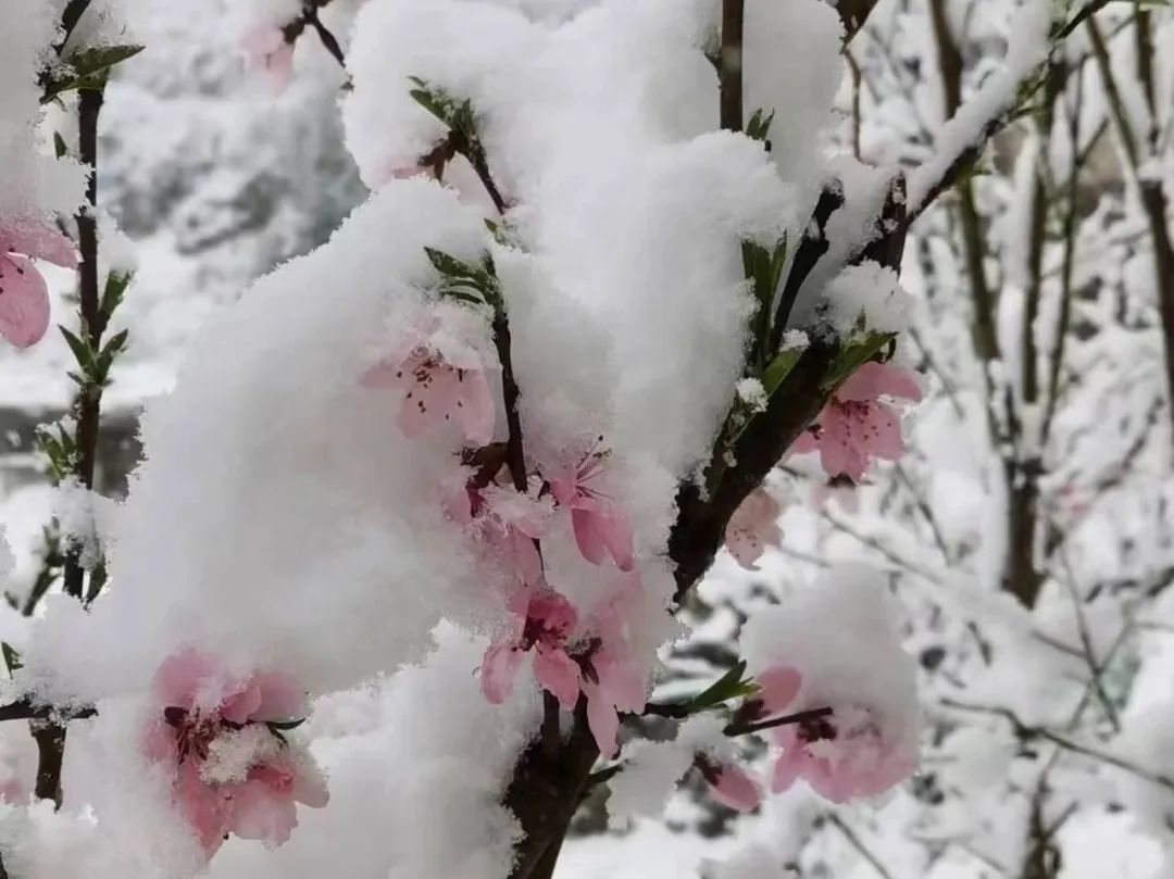 湖北多地迎“桃花雪”！风雨周末继续在武汉上演