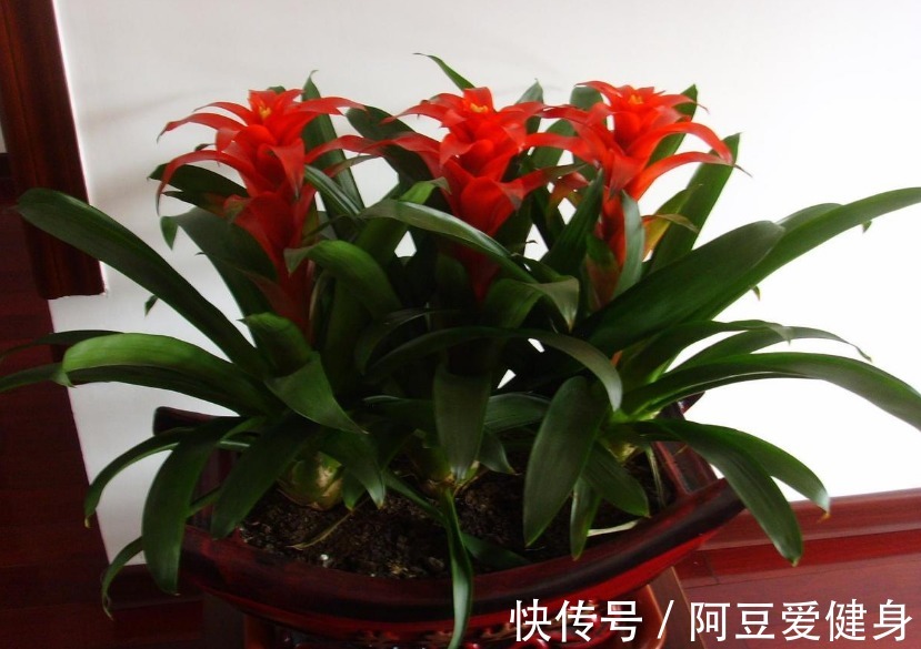 长寿花|养花就养这5款植物，大吉大利，盆栽打理方法简单