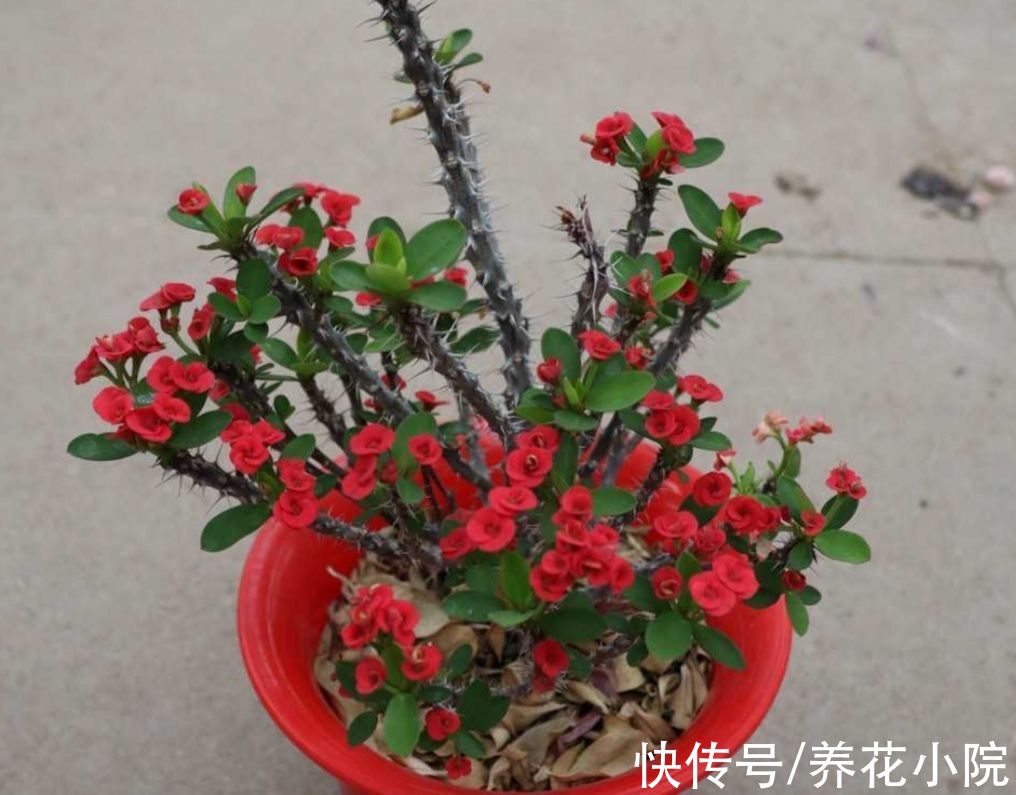 浇水|6种花“喝水少”，不用浇太勤，漂亮还好养