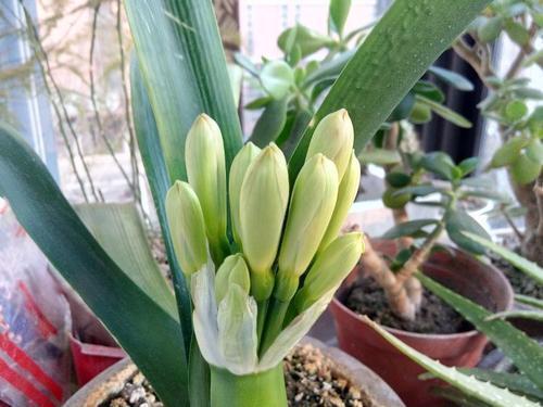 君子兰|君子兰长得慢、不开花2种肥扔盆里,注意几点,轻松开爆盆