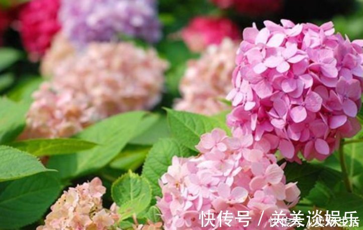 浇花|夏天了，3种水不能浇花，浇错了，黄叶又烂根，只剩盆