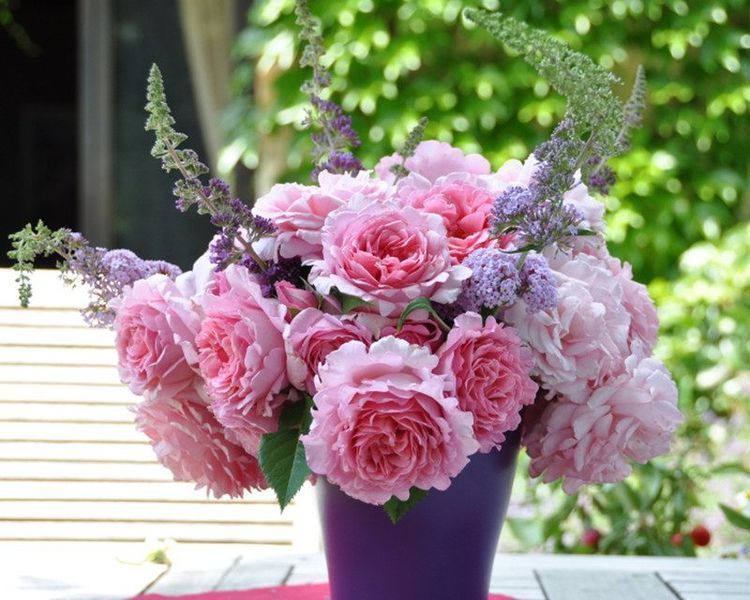 最有仙气的几种花,迷人的花朵,花朵大花期长,比牡丹还美