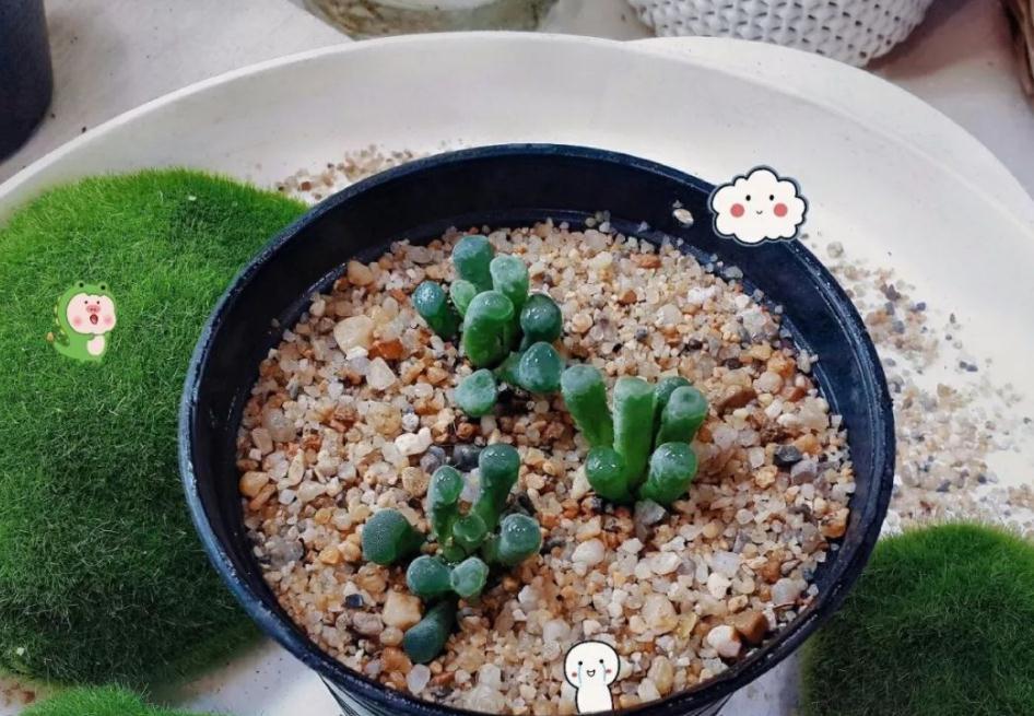 入冬前养多肉，弄懂4个问题，茎叶肥嘟嘟惹人爱