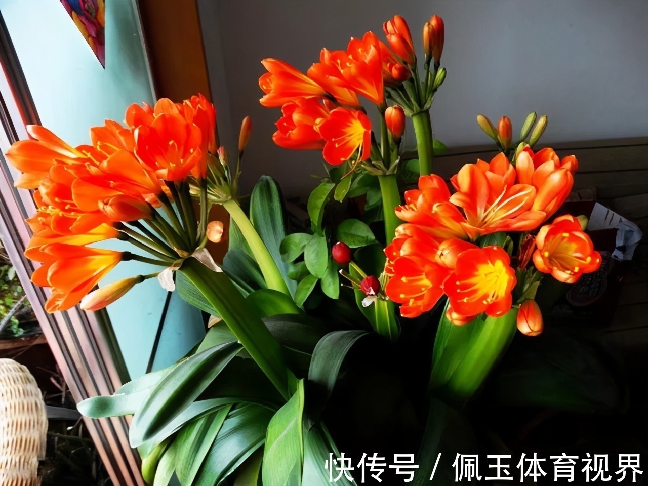 花盆|想要君子兰一花多箭,现在就得做好养护,背熟5句话,用上就管事