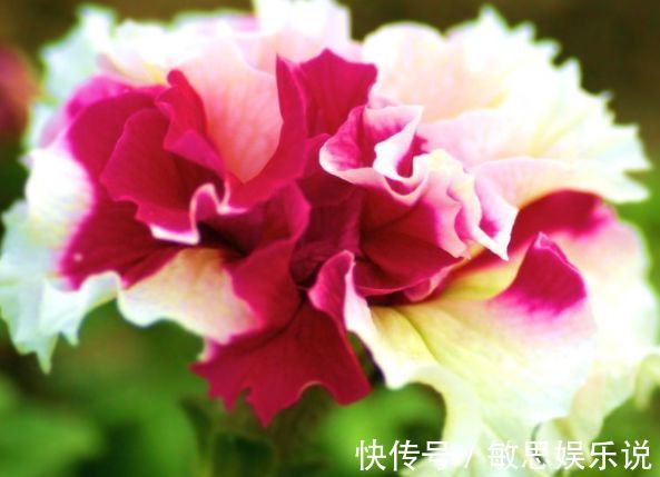 喜欢玫瑰,就养盆“精品玫瑰”卡罗拉,红艳似火,美艳优雅