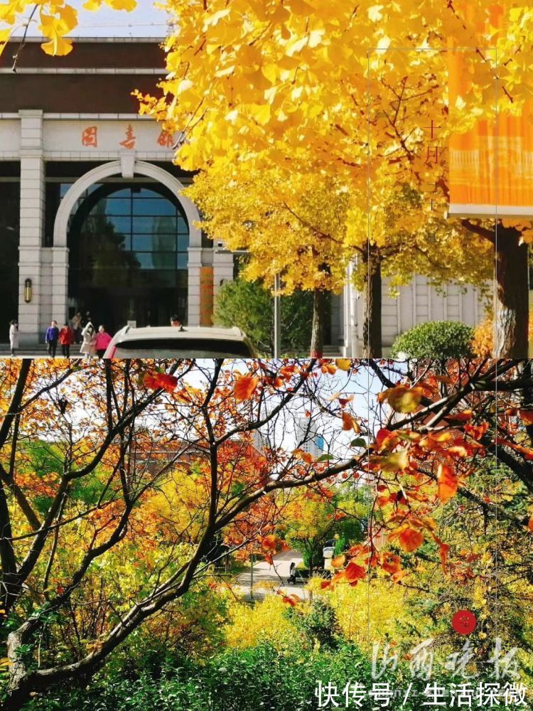 蝴蝶@画星空、画动物、画红墙……山西大学学生将银杏叶玩出新花样