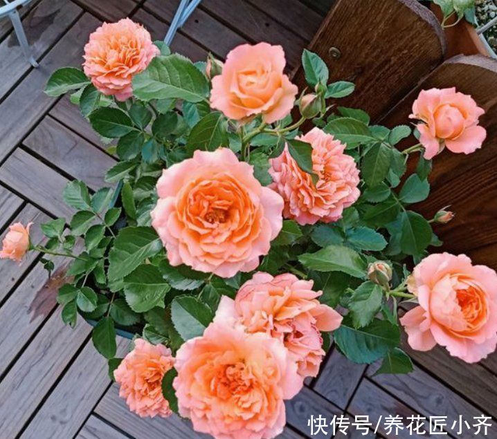 漂亮|4种植物开花漂亮，想要接着再开花，修剪才能开爆盆