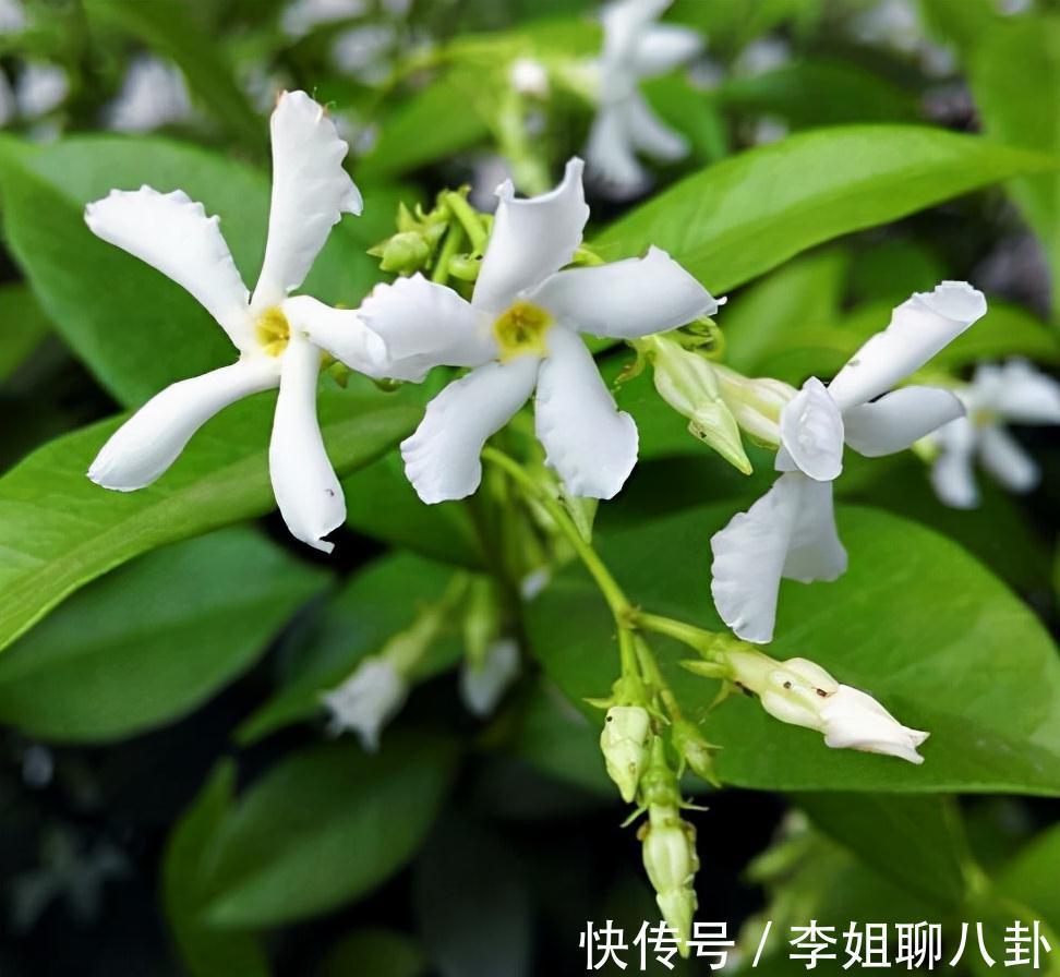 农历九月十八霜降后,养什么花?家里养3种花,健康如意身心同康