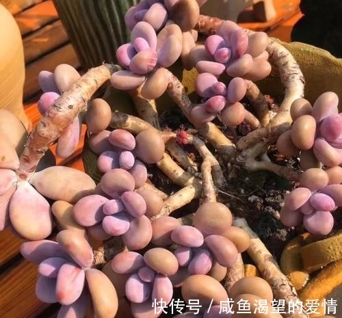 养多肉都喜欢大老桩?这10个品种全是“大粗腿”,越养越好看!