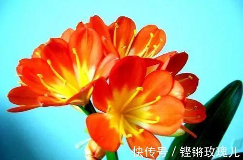 根部|不会养君子兰,记住5个技巧,盆盆长爆盆,棵棵开花艳