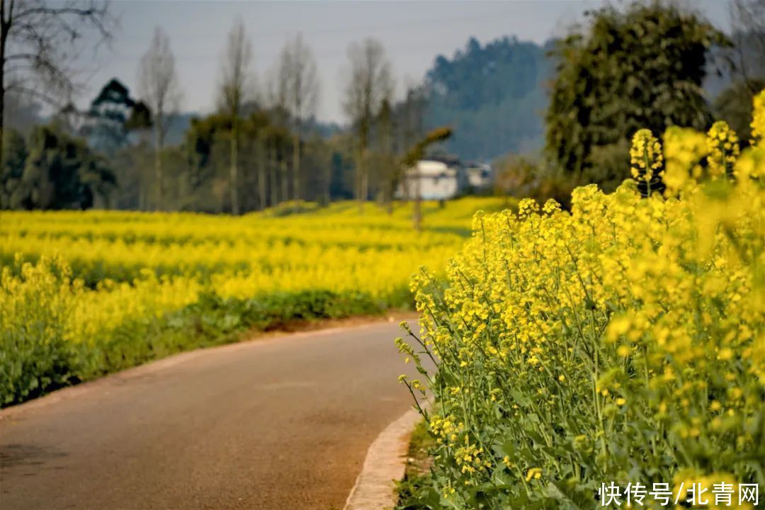 油菜花盛开，乐山这里的春色藏不住了