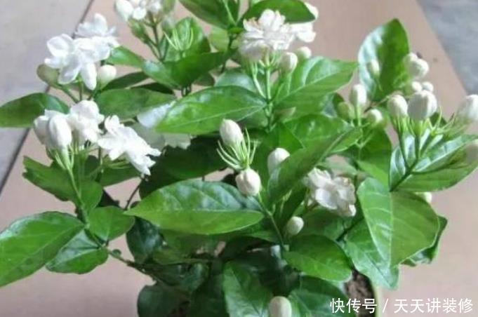 9种花开花植物,促花不能使用磷酸二氢钾,因为容易黄叶和僵苗