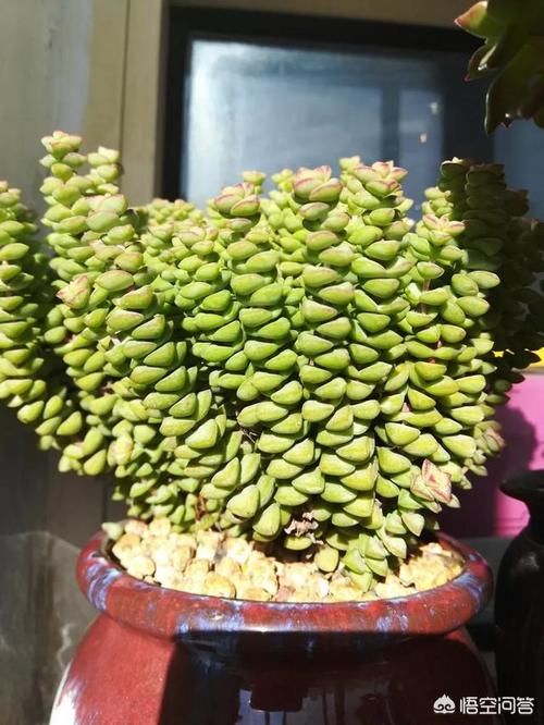 没有露台的家庭怎么养多肉？