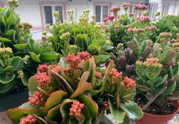 长寿|三角梅长寿花不开花?用点“小手段”,催出满盆花苞,就是欠修理