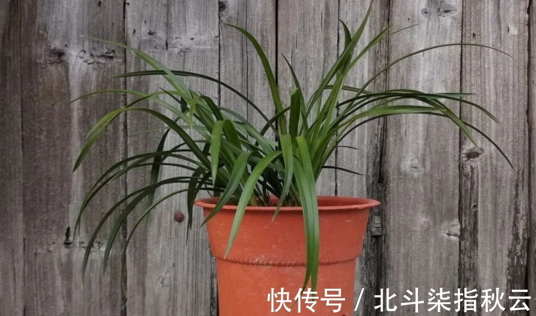 兰花要挤着长,所以不要使用大花盆?别再被误导了