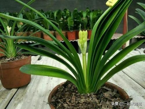 最厉害的养花营养液给君子兰喂一勺,四季油绿,秋凉早开花