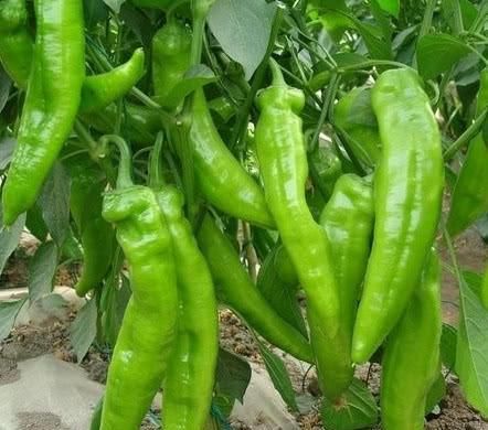 高血脂先别慌，坚持每天吃口“它”，清血管垃圾，血脂悄悄降