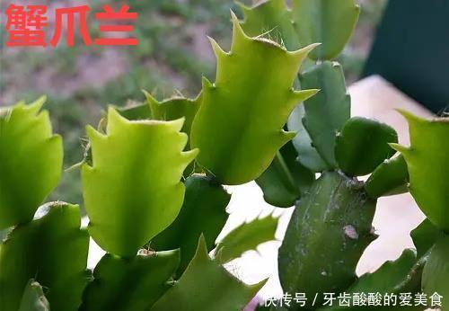 仙人|养花达人:38年前,掏家底儿买的2盆花,1盆被偷,1盆传给孙子