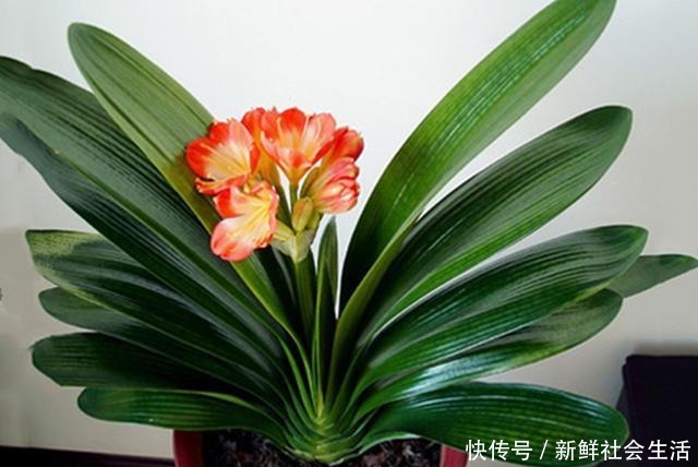 养兰花、蟹爪兰和君子兰需记住,不能触碰三点,这是自然规律!