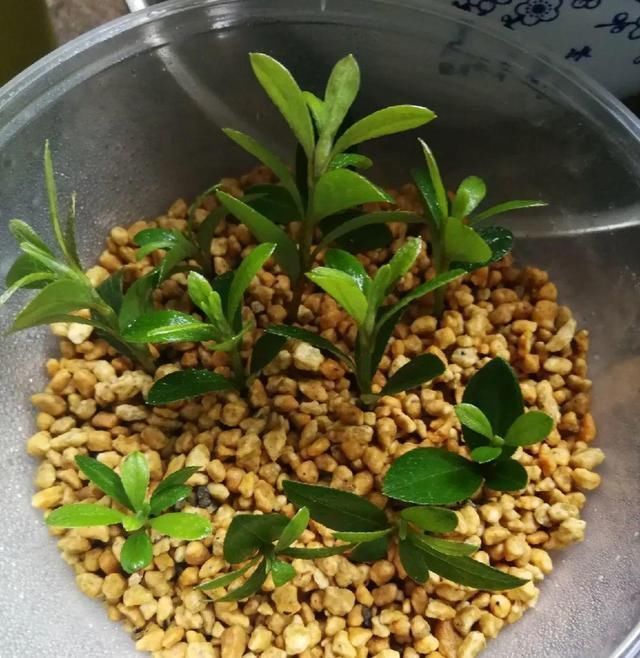 椰糠土|6月,最适合扦插的花,一插就活,大白根冒疯了