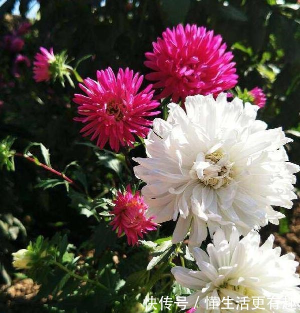 比月季还美的花，开花一大把，秋天正是欣赏季节！